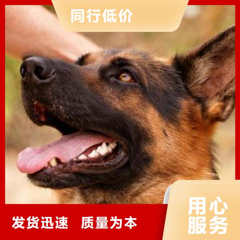 德国牧羊犬【罗威纳犬】严选材质