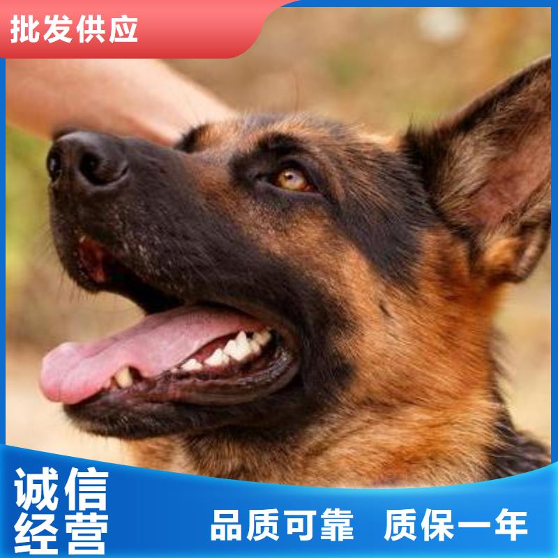 德国牧羊犬【罗威纳犬】货品齐全