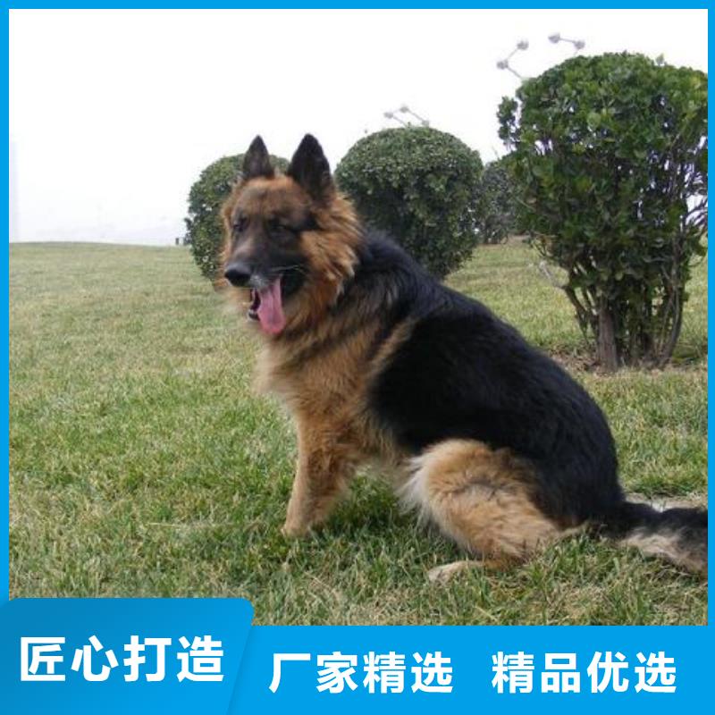 德国牧羊犬高加索犬当地厂家值得信赖