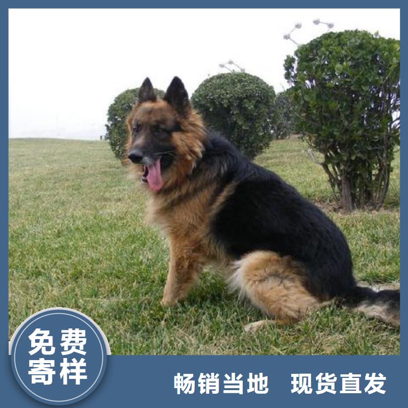 德国牧羊犬_拉布拉多犬厂家售后完善