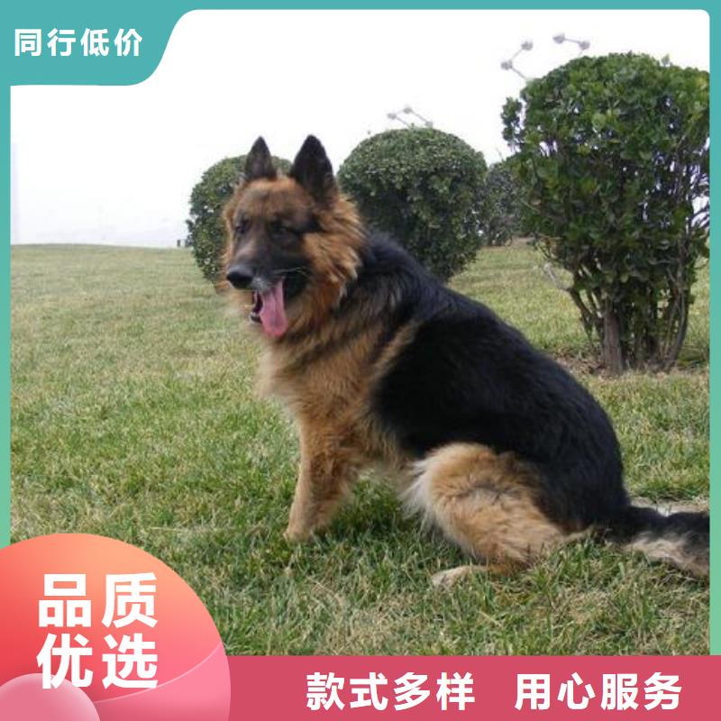 【德国牧羊犬卡斯罗犬现货充裕】