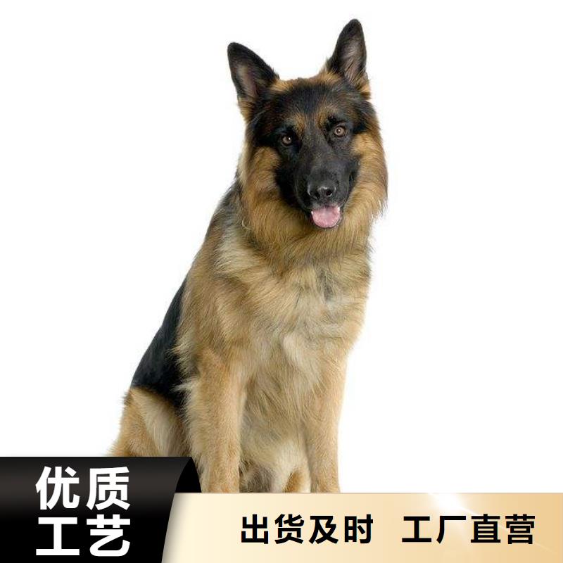 德国牧羊犬_拉布拉多犬价格实在