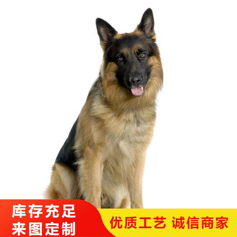 德国牧羊犬-杜高犬好产品价格低
