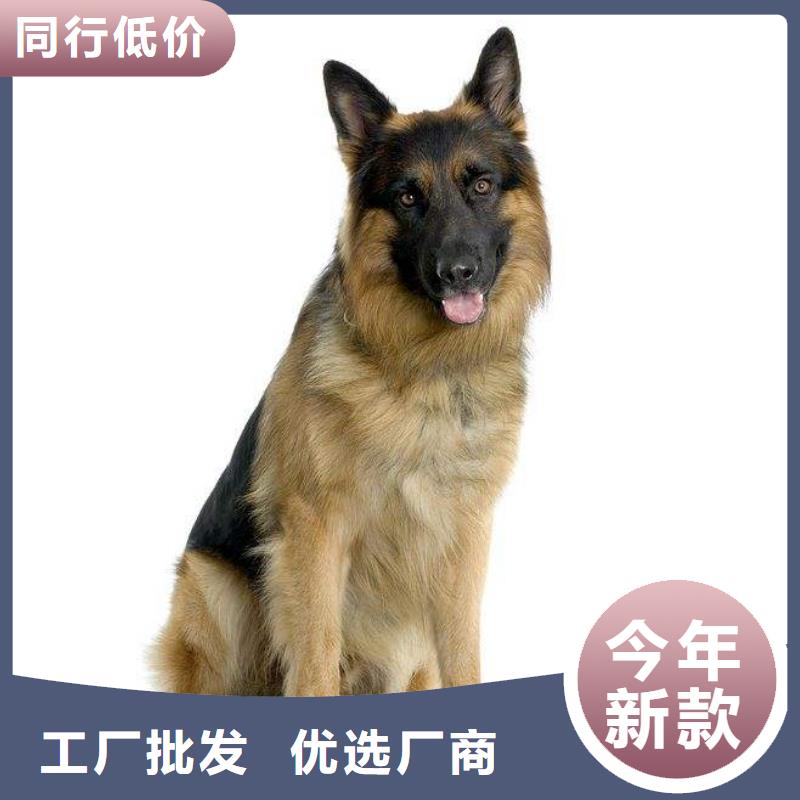 德国牧羊犬杜高犬厂家直销省心省钱