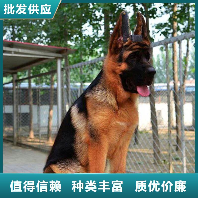 德国牧羊犬_马犬支持批发零售