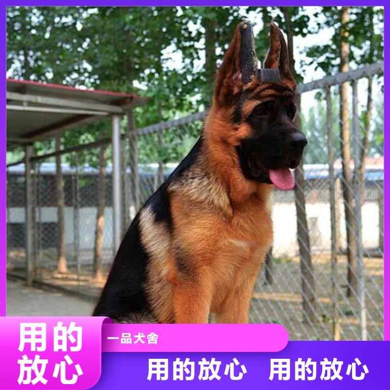 德国牧羊犬杜宾犬选择我们没错