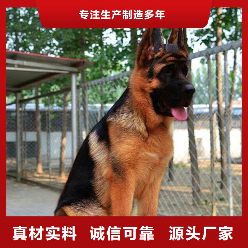 德国牧羊犬拉布拉多犬实体厂家支持定制