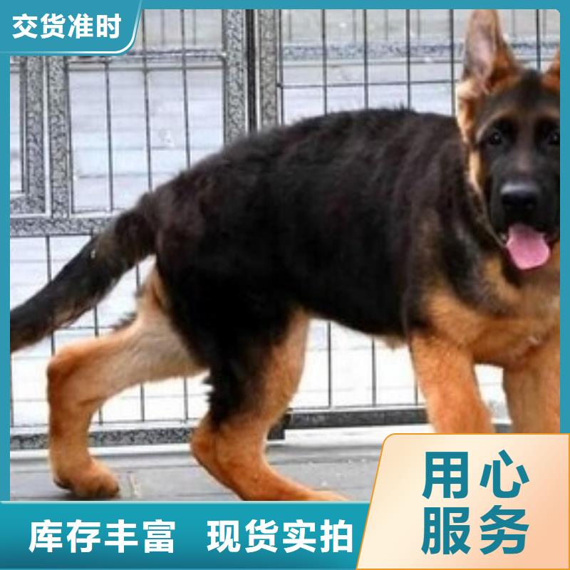 德国牧羊犬_杜宾犬来图定制量大从优