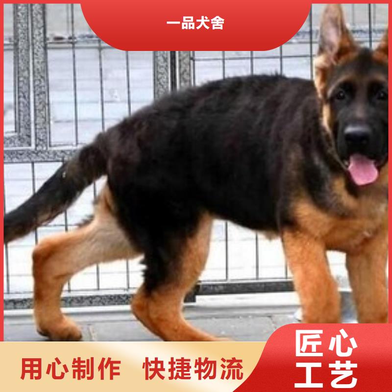 德国牧羊犬马犬现货齐全售后无忧