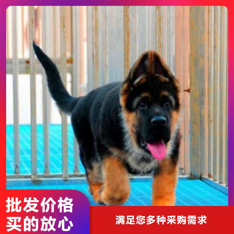 德国牧羊犬高加索犬当地厂家值得信赖