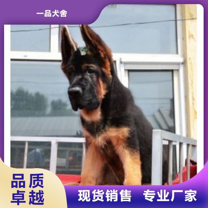 德国牧羊犬-【德牧犬】厂家直销省心省钱