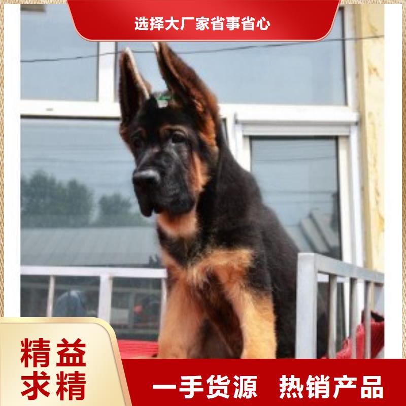 德国牧羊犬_拉布拉多犬价格实在