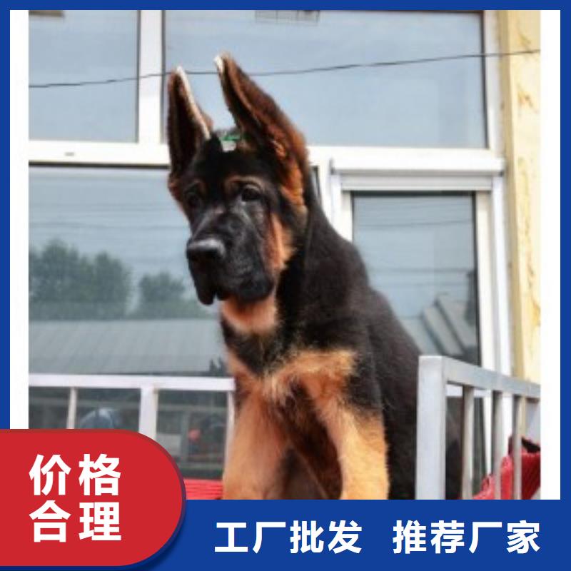 德国牧羊犬罗威纳犬生产经验丰富