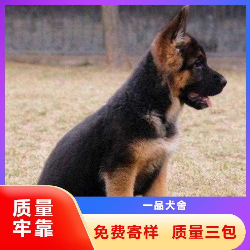 德国牧羊犬高加索犬当地厂家值得信赖