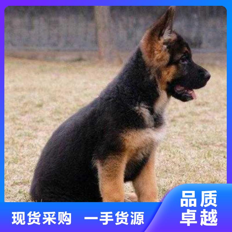德国牧羊犬杜高犬厂家直销省心省钱