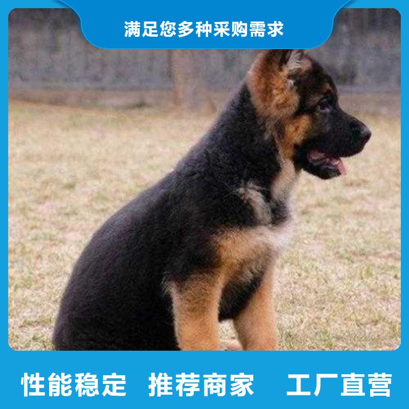 德国牧羊犬罗威纳犬您想要的我们都有