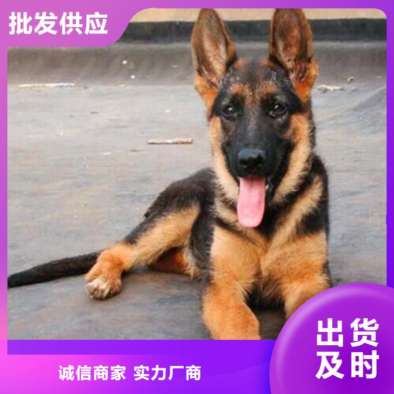 德国牧羊犬马犬厂家直销供货稳定
