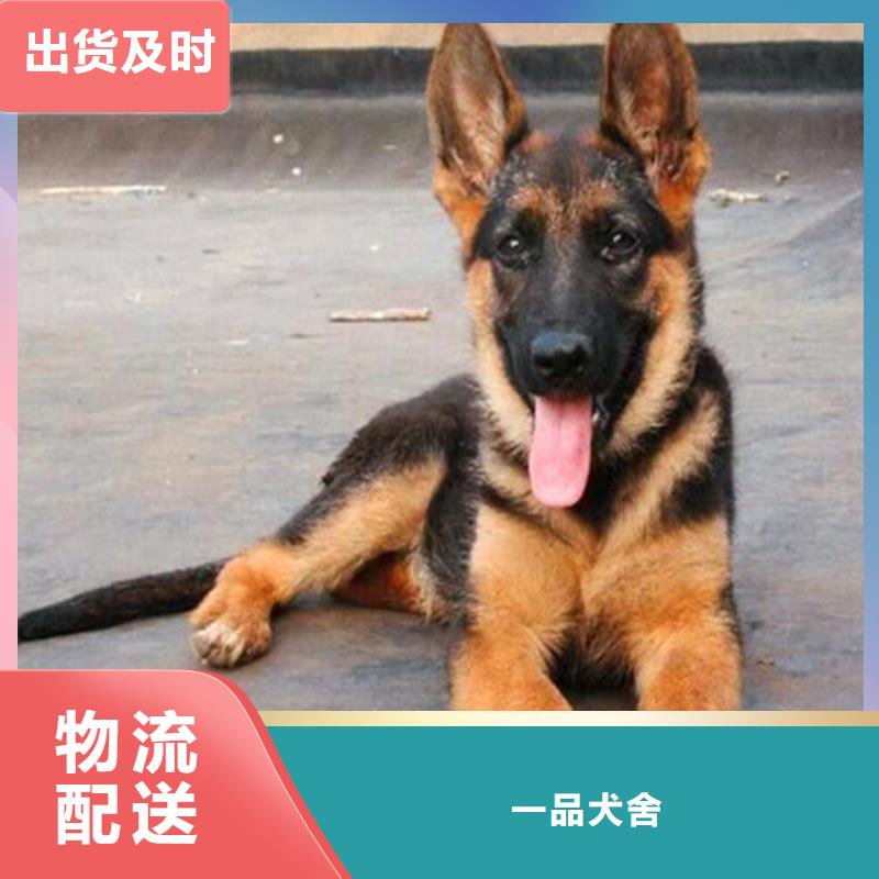德国牧羊犬高加索犬当地厂家值得信赖