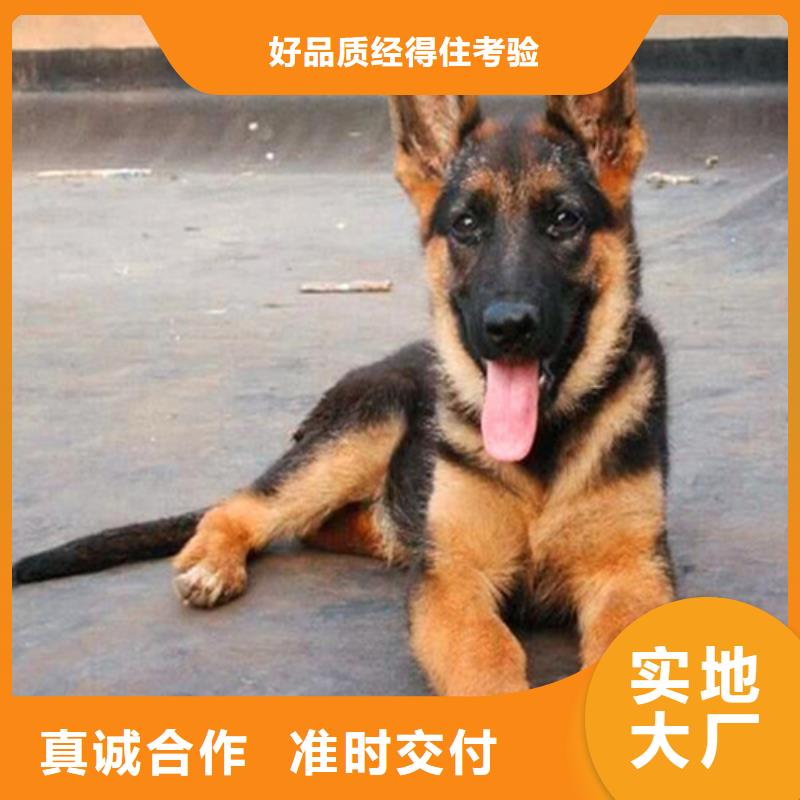 德国牧羊犬高加索犬当地厂家值得信赖