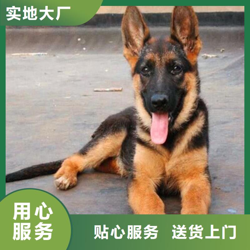 德国牧羊犬杜宾犬选择我们没错