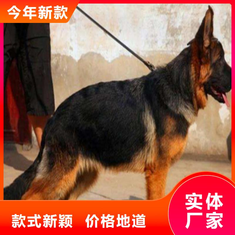 德国牧羊犬马犬现货齐全售后无忧