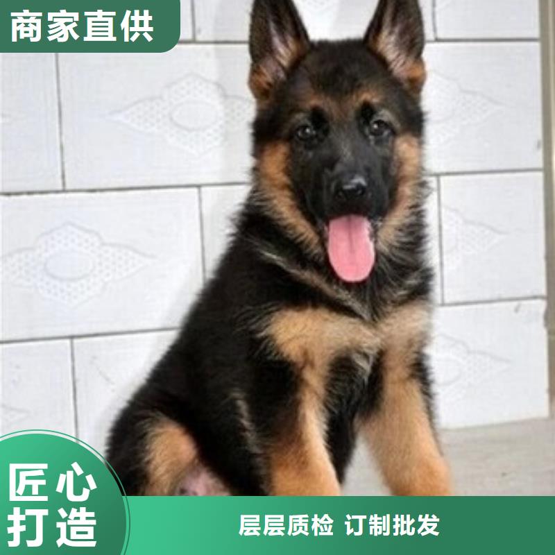 德国牧羊犬马犬厂家直销供货稳定