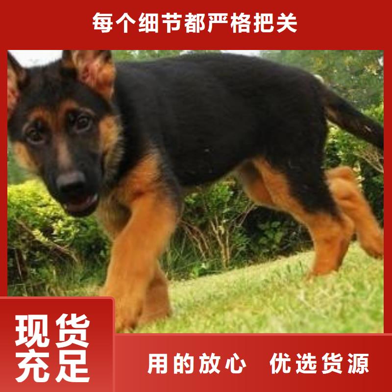 德国牧羊犬罗威纳犬生产经验丰富