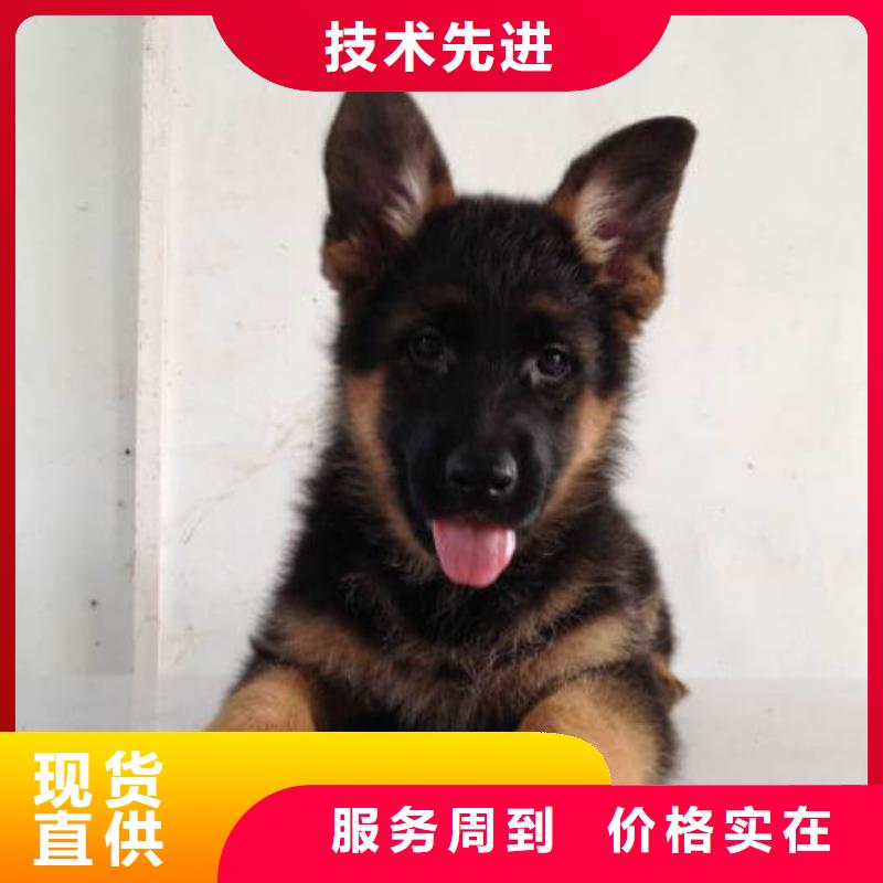 德国牧羊犬-杜高犬好产品价格低