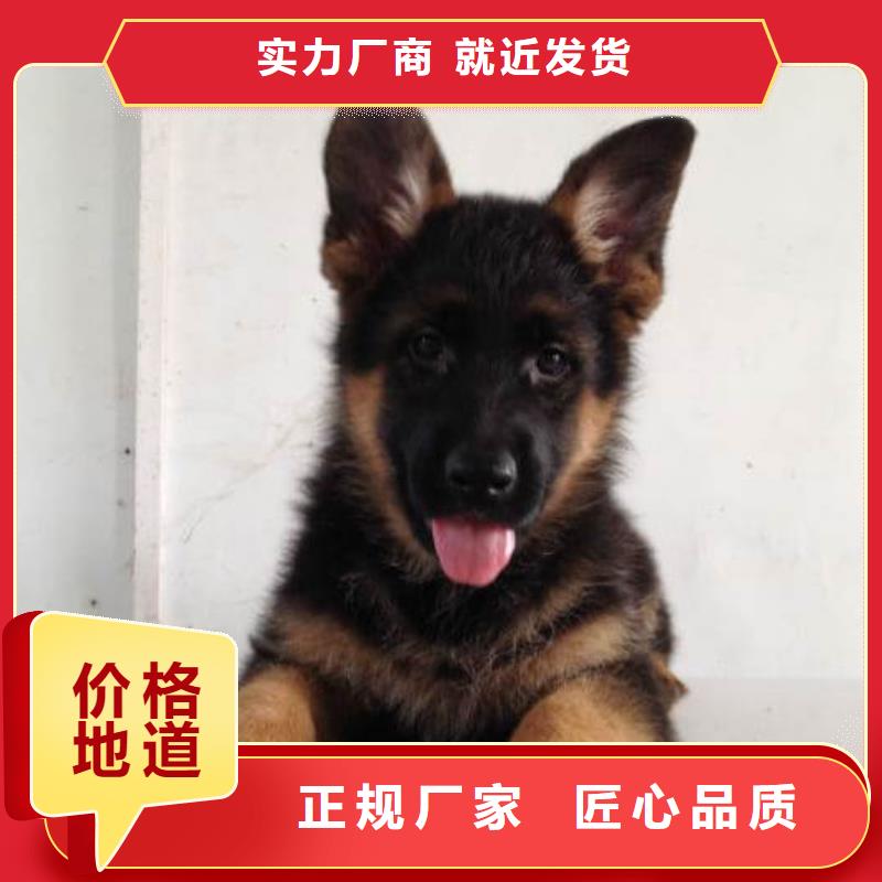德国牧羊犬德牧犬实时报价