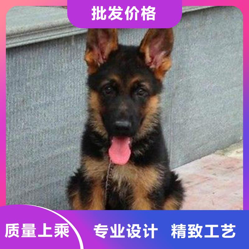 【德国牧羊犬德牧犬厂家直营】