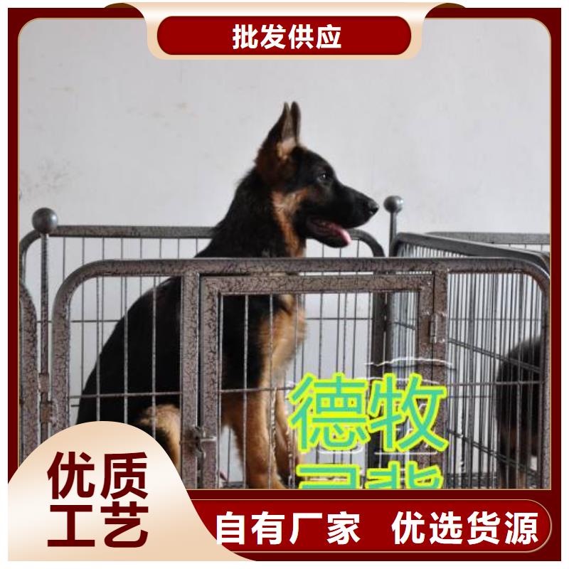 德国牧羊犬马犬现货齐全售后无忧