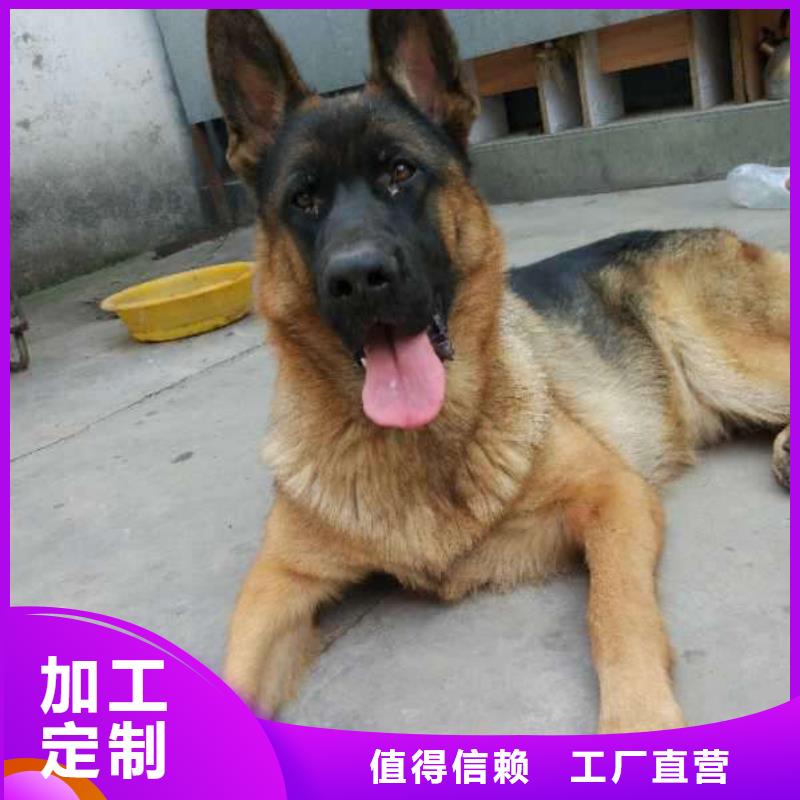 德国牧羊犬罗威纳犬生产经验丰富