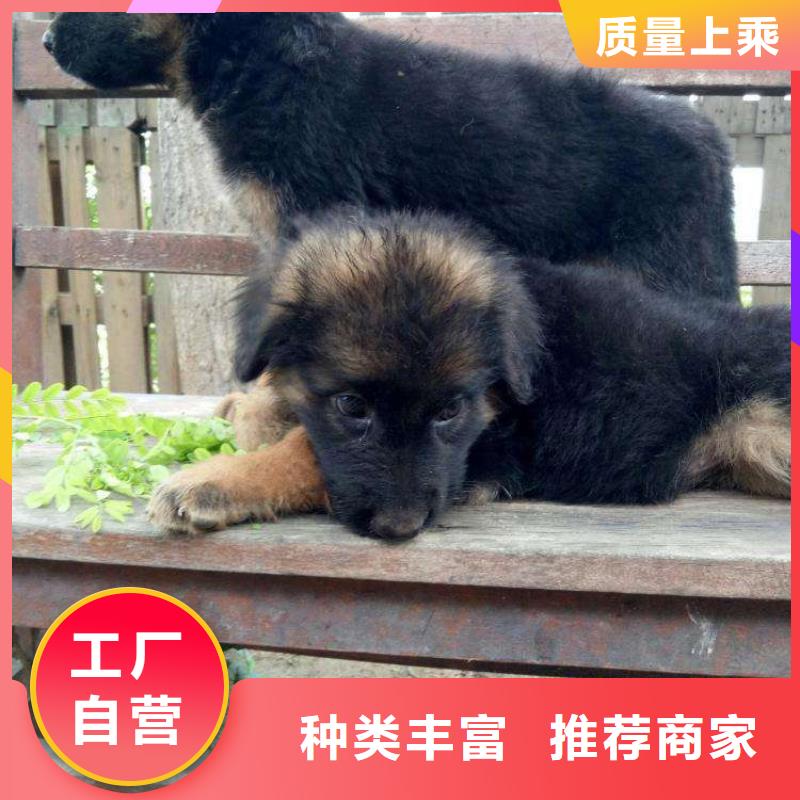 德国牧羊犬罗威纳犬您想要的我们都有