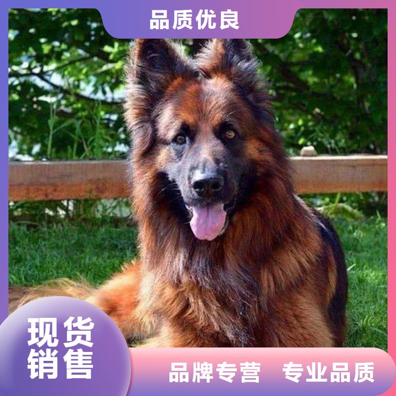 德国牧羊犬_杜宾犬来图定制量大从优