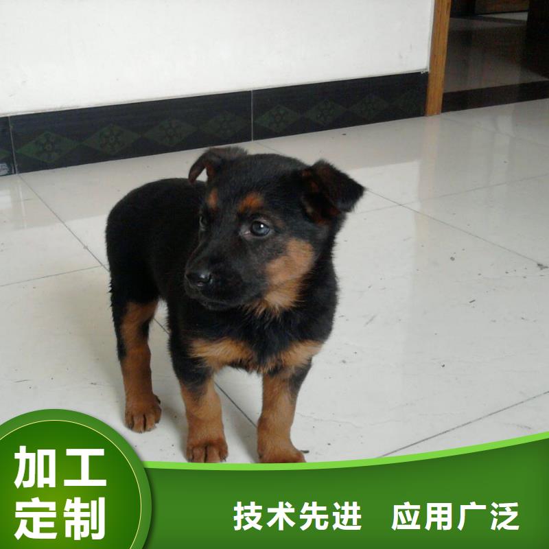 德国牧羊犬_杜宾犬来图定制量大从优