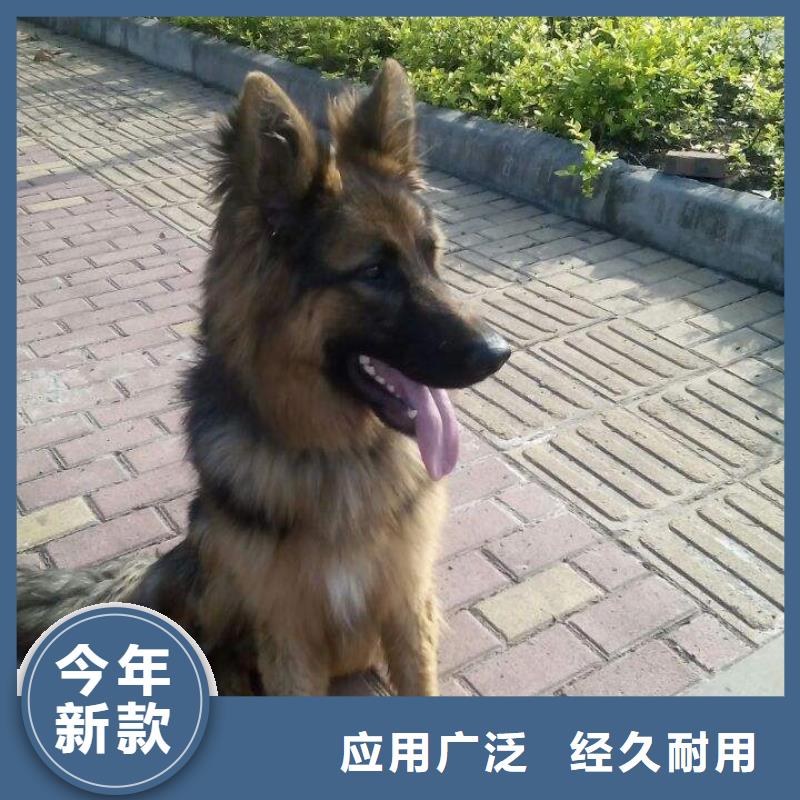 【德国牧羊犬卡斯罗犬现货充裕】