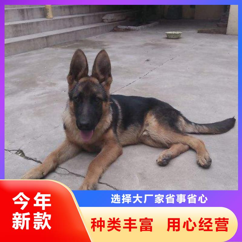 德国牧羊犬马犬细节展示