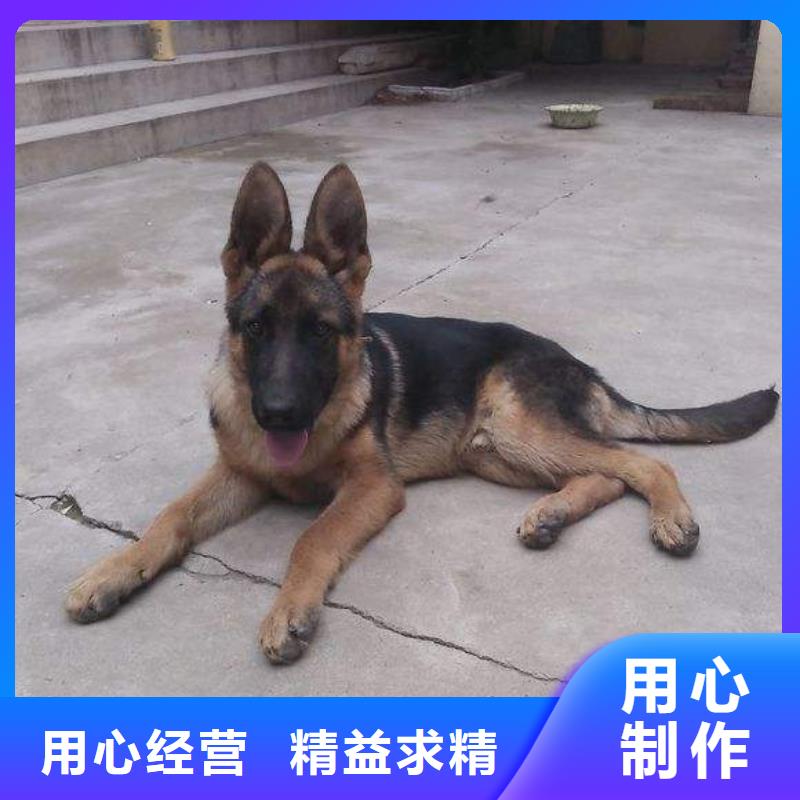 德国牧羊犬_杜宾犬来图定制量大从优