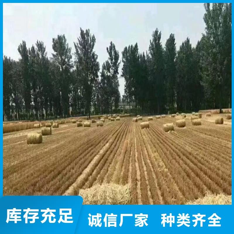 打捆机卡斯罗犬现货充足